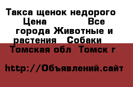 Такса щенок недорого › Цена ­ 15 000 - Все города Животные и растения » Собаки   . Томская обл.,Томск г.